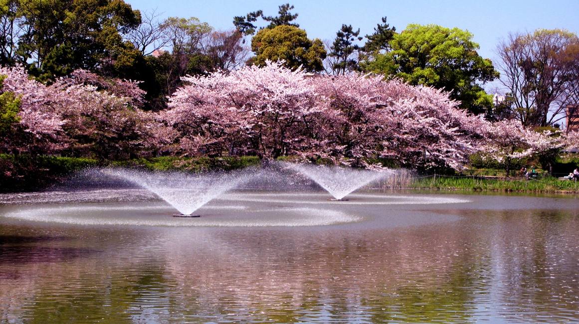 名城公園おふけ池:池中兩座噴水向上噴出水柱,對岸一整列粉色櫻花樹倒映在水面上