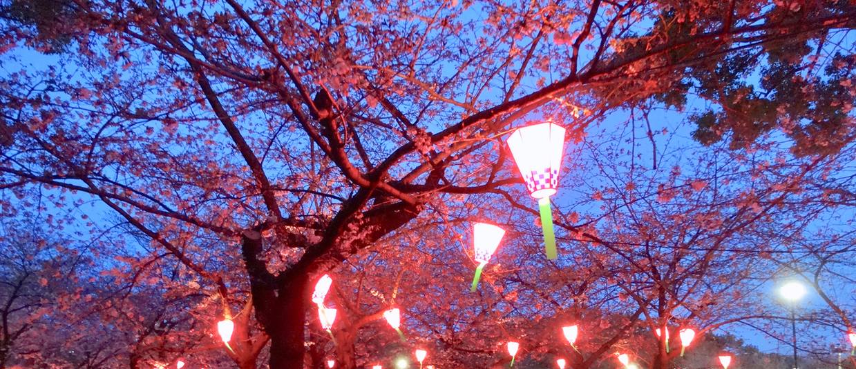 鶴舞公園的夜櫻:一整排白色紙燈籠掛在櫻花樹下亮著,燈光把花照成紅色,天空還留著傍晚的藍