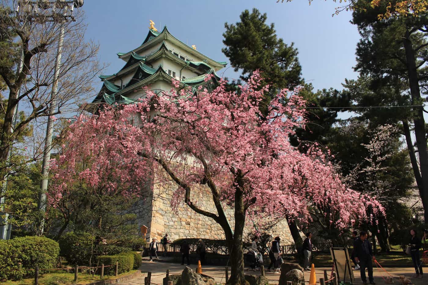 春天的名古屋城天守閣與枝垂櫻,綠色銅瓦屋頂上可見金鯱