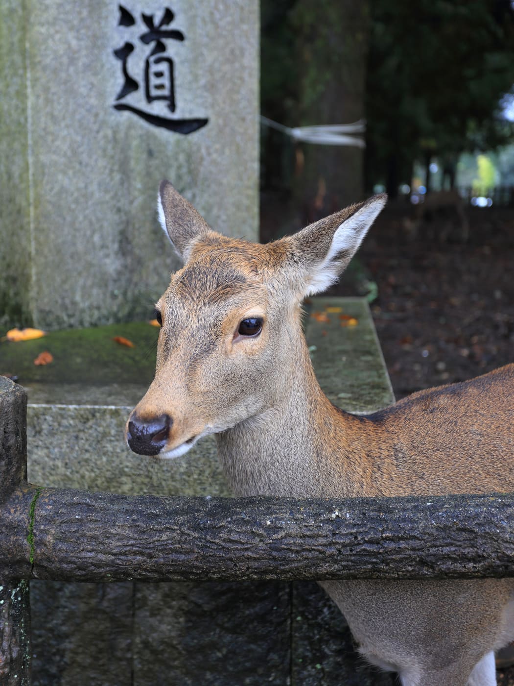 Close-up of a Nara Park deer standing between a carved stone pillar and a stone fence