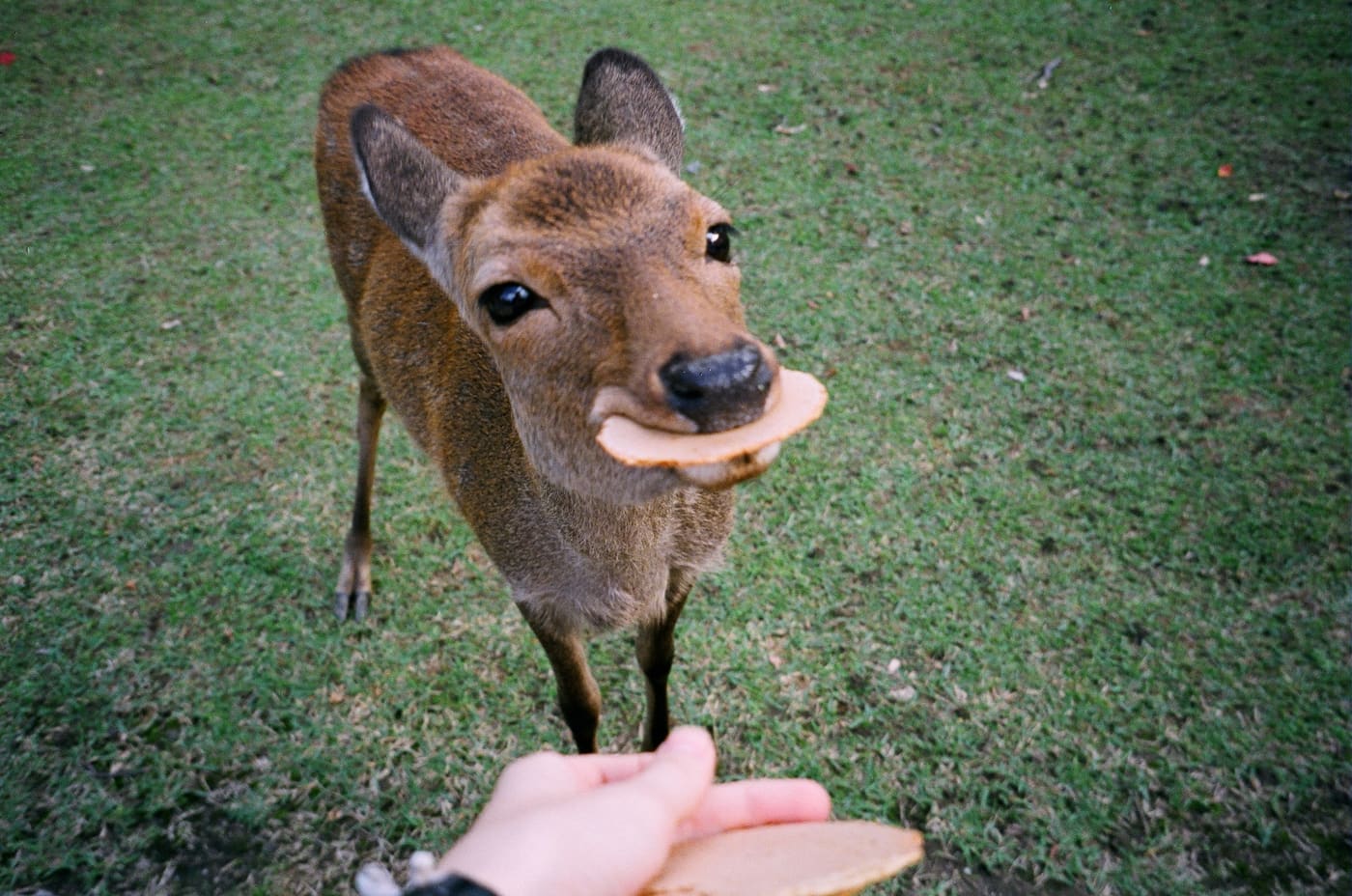 A visitor hand-feeding a shika senbei cracker to a deer in Nara Park, the deer biting the cracker