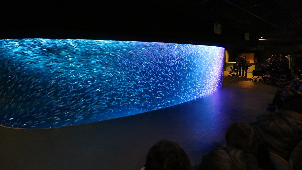 銀河水槽：暗室裡一整面弧形的大水槽，上萬條沙丁魚擠成銀藍色的魚群，右側觀眾在暗處觀看