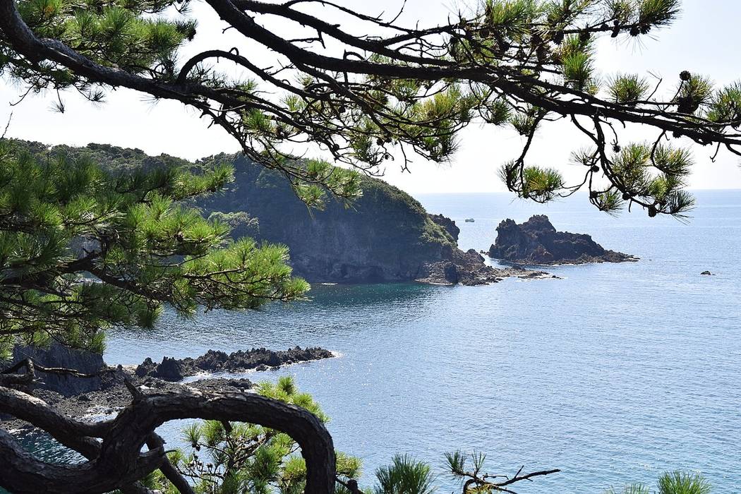 The Noto coastline framed by pine branches: a wooded headland runs out into calm sea, with black rocks scattered off its tip and a small boat on the horizon