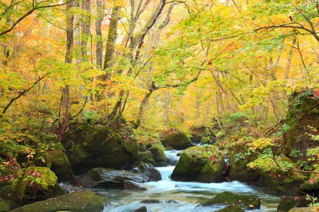 東北奧入瀨溪流 10 月下旬紅葉與水流相映