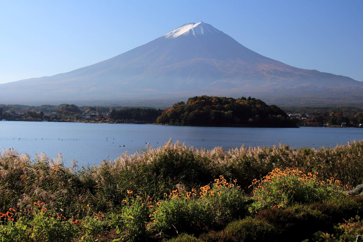 河口湖大石公園湖畔花街道，前景花田與正對富士山的經典構圖（位置示意）