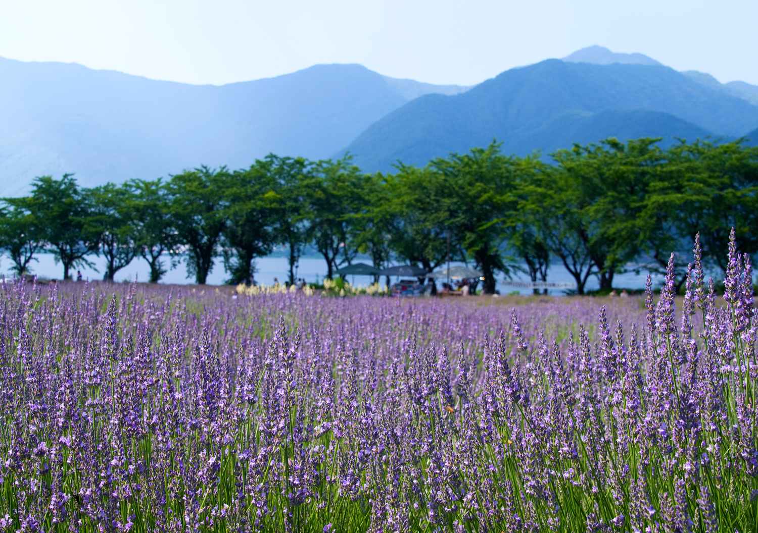 河口湖大石公園薰衣草花田與富士山，紫色花海延伸至湖畔