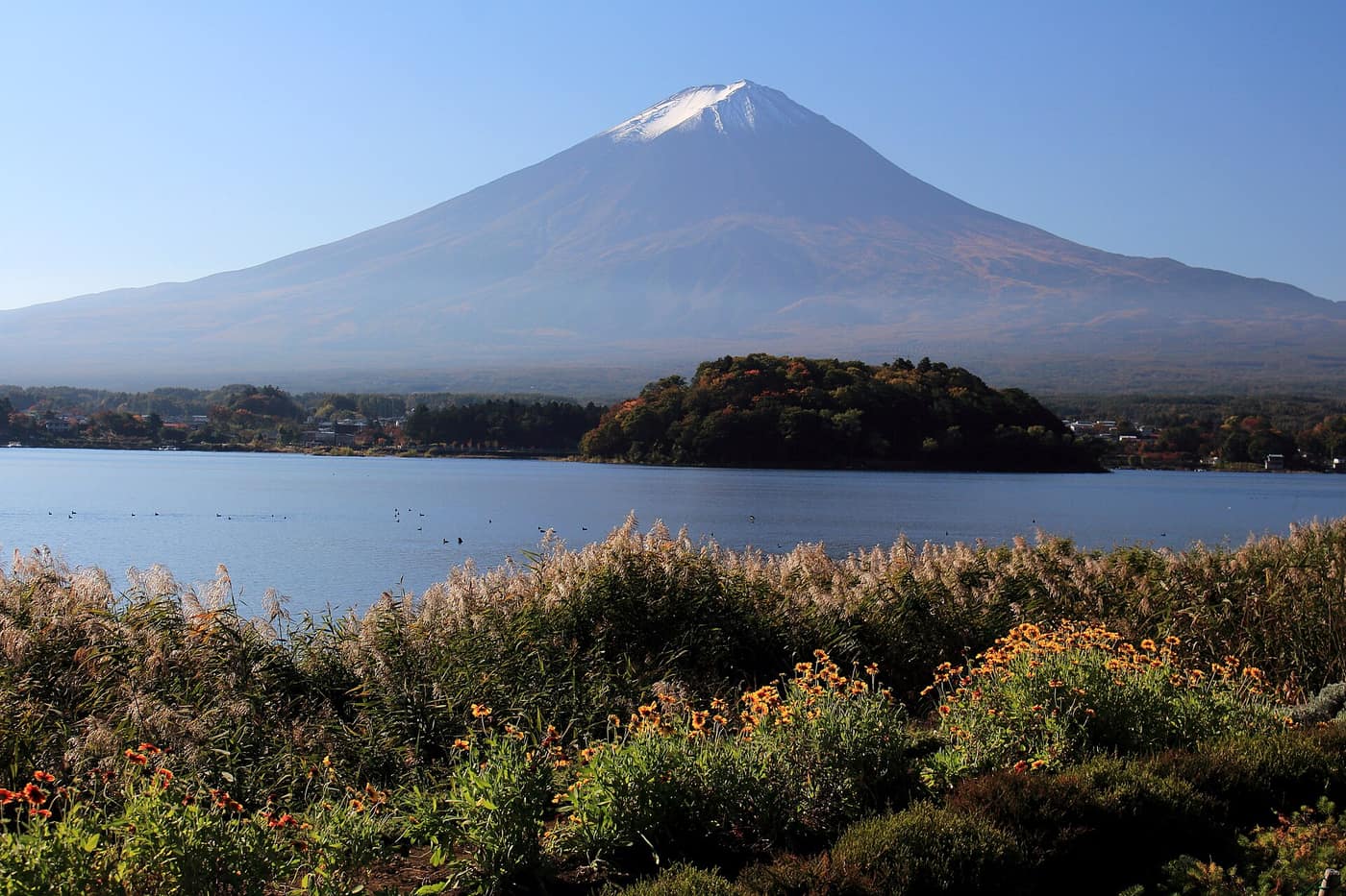 大石公園湖畔眺望河口湖與富士山,前景為秋季草花