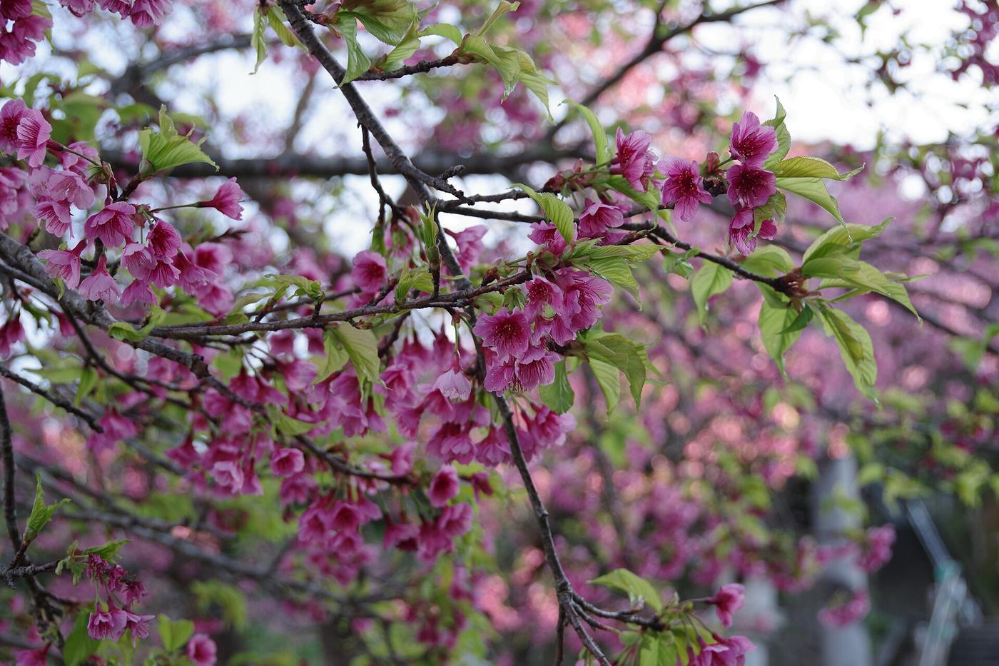 名護城公園 2 月的寒緋櫻:深粉紅的鐘形花朵整串朝下垂掛,枝上同時冒出黃綠色新葉