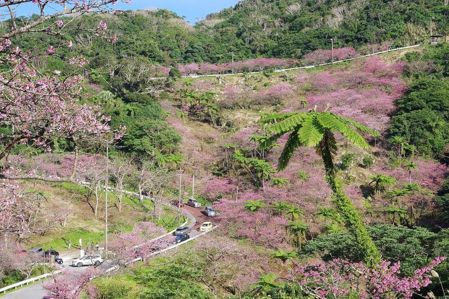 八重岳上山途中的髮夾彎:幾輛車停在路邊與小塊空地上,道路在滿是粉紅櫻花的山谷間來回折返