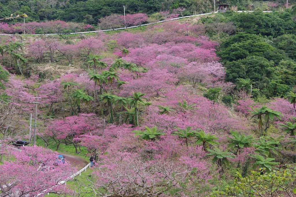 八重岳滿開時的山坡:整片斜面都是粉紅色的寒緋櫻,之間夾雜著筆筒樹般的巨大羊齒植物,上方有白色護欄的產業道路橫過