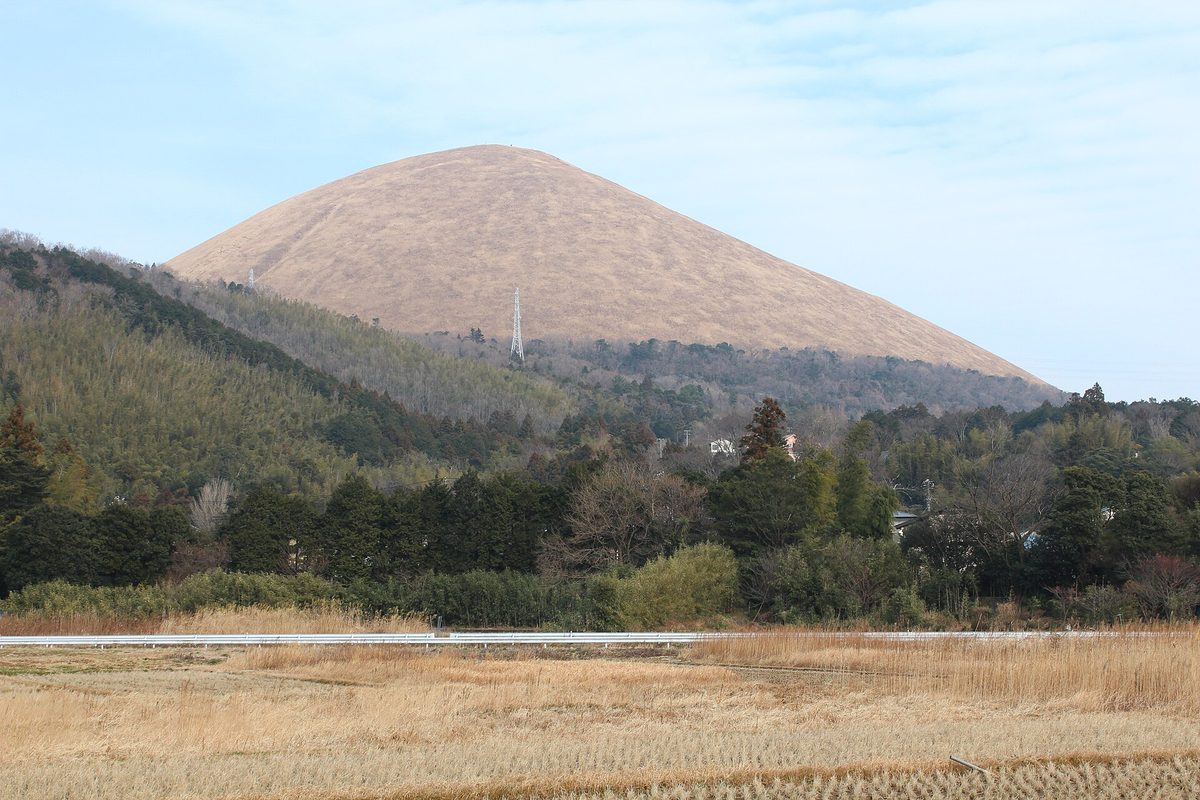 從西側田野遠望大室山:整座圓錐形的山蓋滿枯黃的芒草,呈淺金褐色,山腳是綠色樹林與竹林,前景是收割後的枯黃稻田