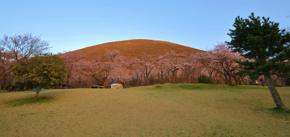 從さくらの里的草坪望向大室山:前景是一大片草地,中間一整排盛開的櫻花樹,櫻花後方就是圓弧形的大室山山坡,夕陽把山染成紅褐色