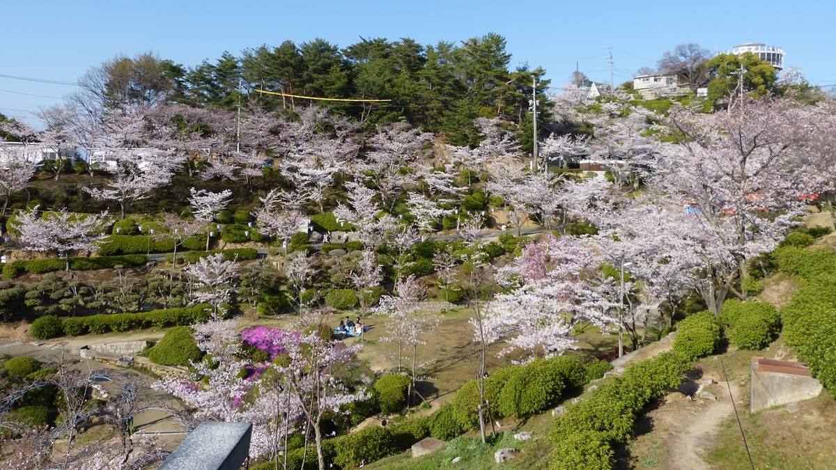 2013 年 4 月尾道千光寺公園的山坡:櫻花沿著坡面與步道一層一層開,中間夾著修剪過的灌木與松樹,草地上有人坐著,右上角山頂有一座圓形的展望台