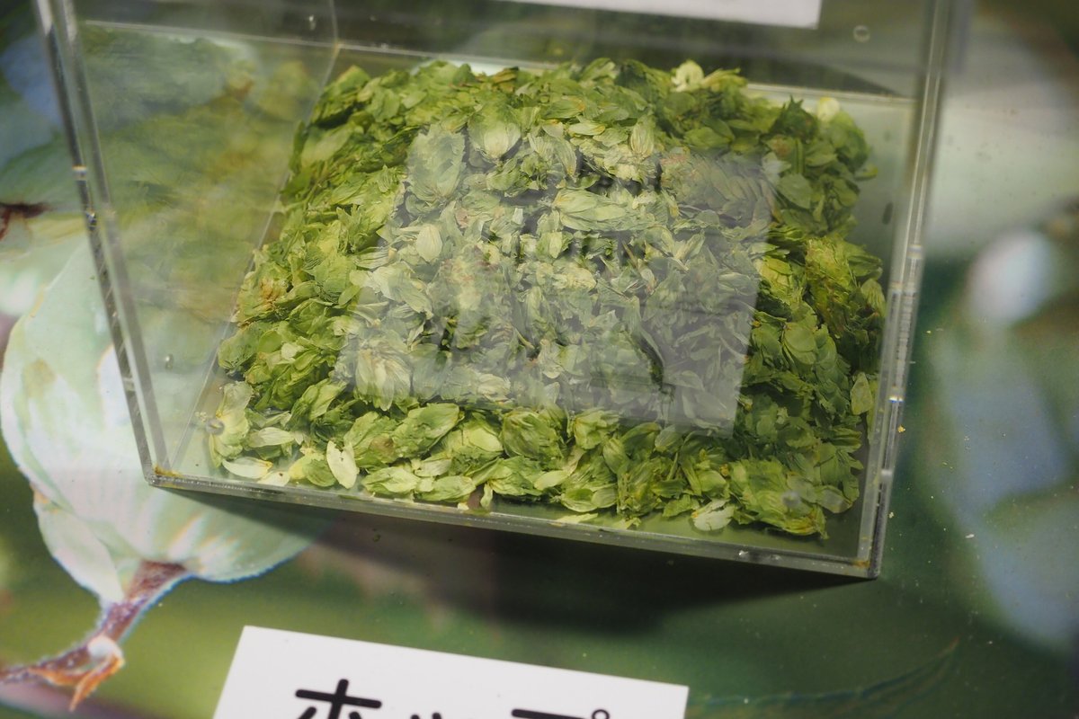Orion Happy Park 館內的原料展示:一個透明壓克力方盒裡裝滿乾燥的綠色啤酒花毬果,盒子擺在印著啤酒花圖案的展示板前,下方白色標示牌只拍到「ホップ」字樣的上半
