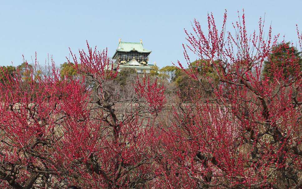 Deep red plum blossom in the foreground of the Osaka Castle plum grove, with the roof and golden shachihoko of the castle keep rising behind the stone rampart