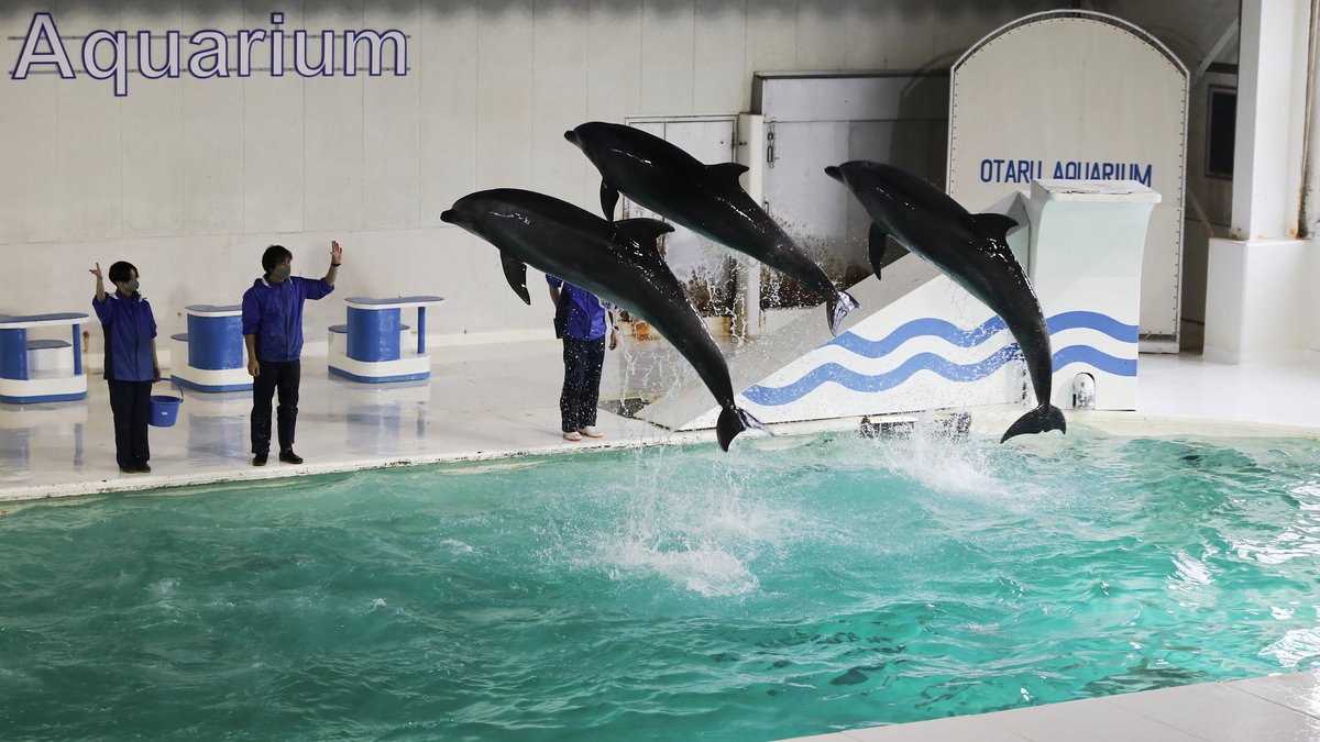 小樽水族館室內海豚館：三隻海豚同時躍出水池，池邊三位穿藍色制服的訓練師舉手示意，牆上寫著 Aquarium 與 OTARU AQUARIUM