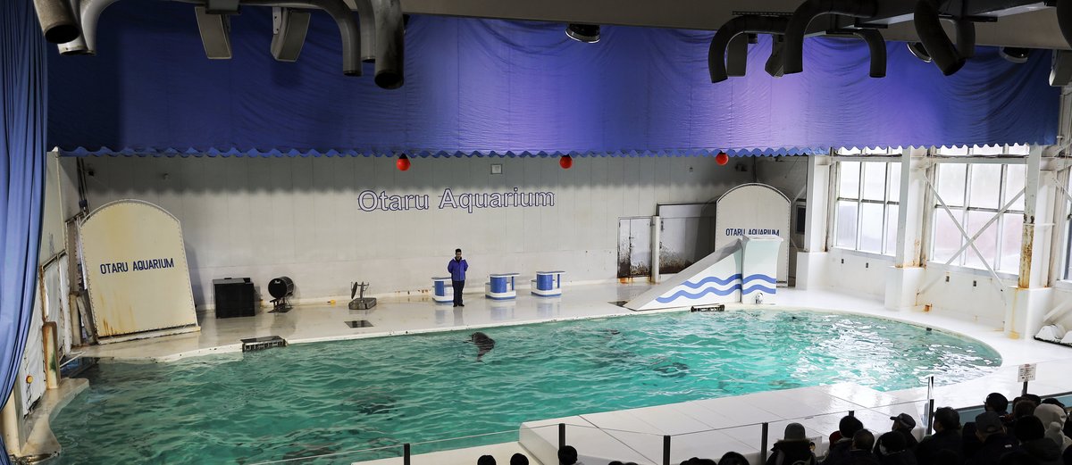 小樽水族館海豚館內部全景：藍色布幕下的室內大水池，牆上寫 Otaru Aquarium，一位訓練師站在池邊，前景是坐滿觀眾的看台背影