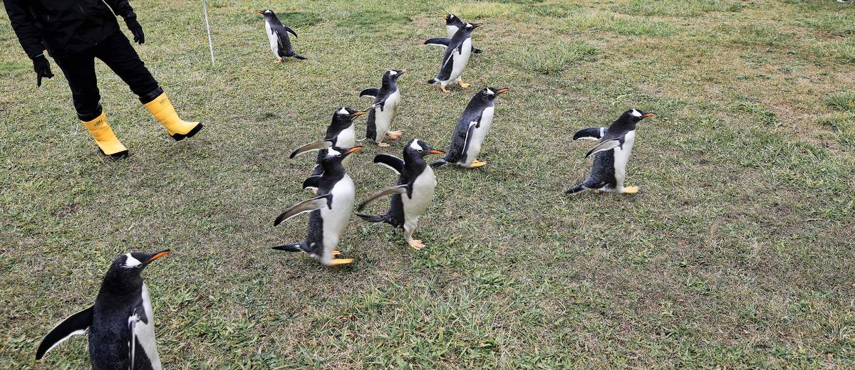 小樽水族館冬季營業首日的企鵝散步：十隻巴布亞企鵝在草地上往前走，左邊是穿黃色雨靴的飼育員