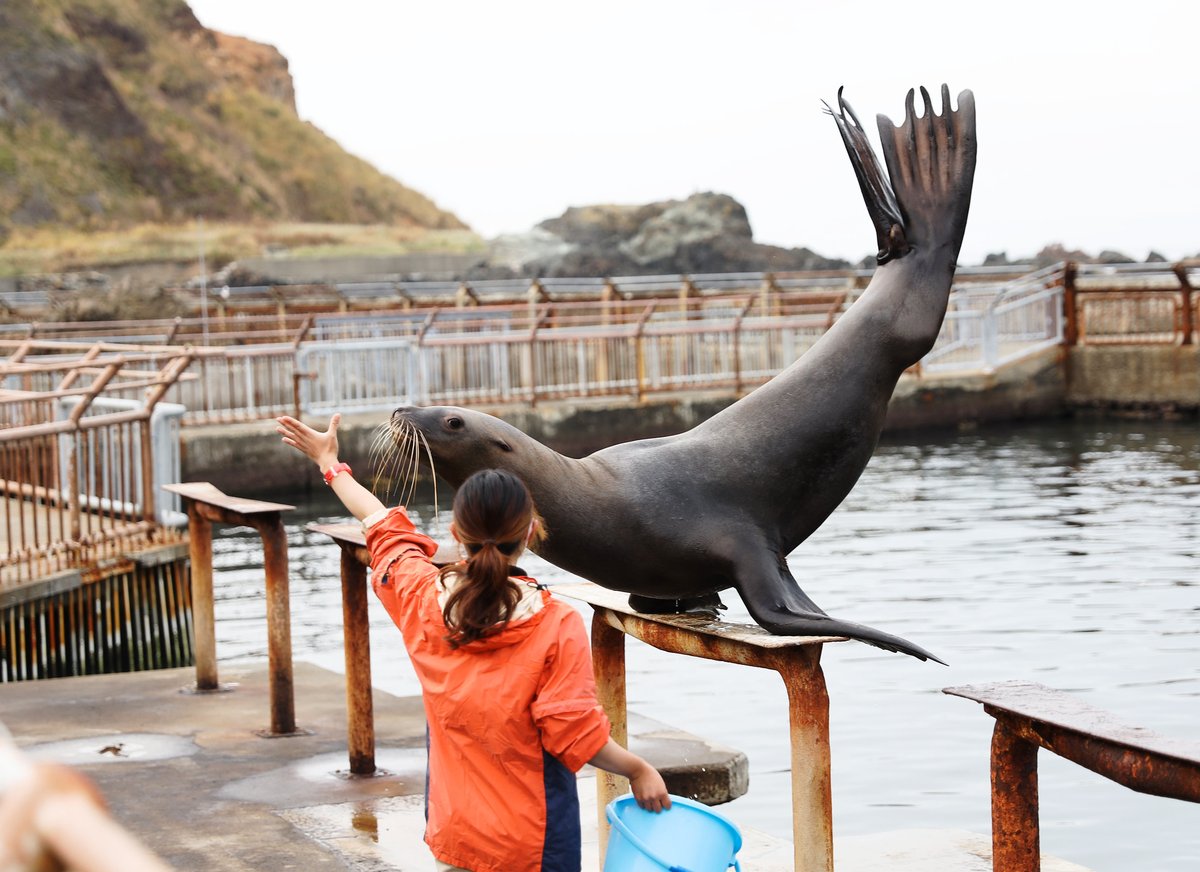 小樽水族館海獸公園的海獅表演：一隻大型海獅站在海邊池的鐵欄杆上把後鰭高高翹起，穿橘色外套的訓練師背對鏡頭舉手示意，後方是海岸岩石