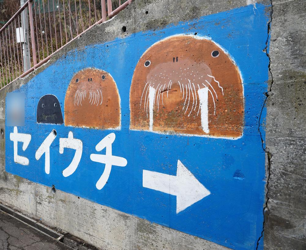 小樽水族館園區內的水泥擋土牆上畫著三隻卡通海象與海豹臉，白字寫「セイウチ」，旁邊一個往右的箭頭