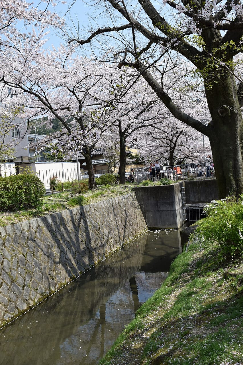 京都哲學之道沿疏水道兩岸滿開的染井吉野櫻