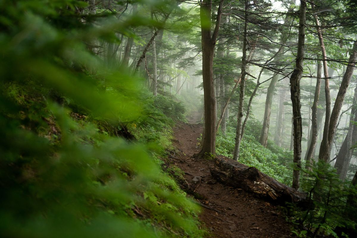 A narrow dirt hiking path curving around tree trunks through the forest belt of Mount Rausu, with a fern and moss covered slope on the left, a fallen log on the right, and white mist closing off the view a short way ahead
