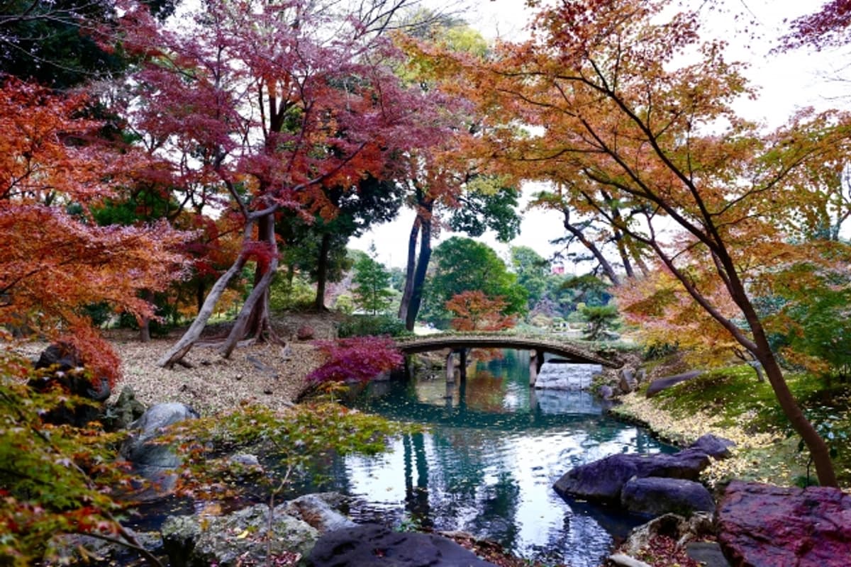 Rikugien night illumination — lit autumn maples reflecting in the Daisensui pond, the signature water-mirror frame of this Edo-period stroll garden
