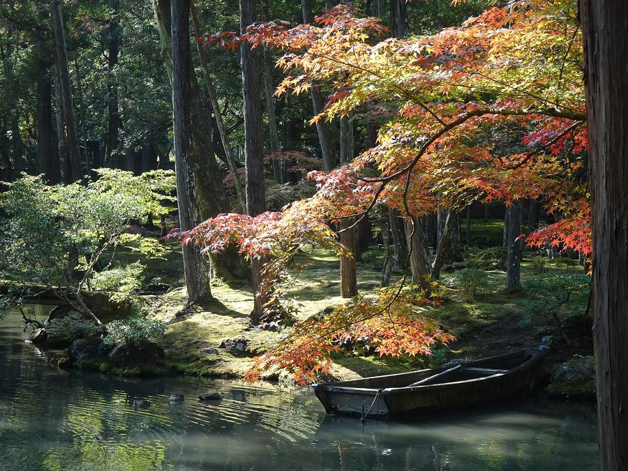 陽光照進西芳寺黃金池畔:橙紅色的楓枝垂到水面上,岸邊繫著一艘舊木船,水上有幾隻鴨子,後方是杉樹林與苔地