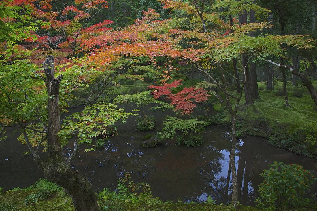 西芳寺黃金池畔的秋景:池上伸出紅、橙、綠三色混在一起的楓枝,池面倒映樹影,右岸是一片綠苔與杉樹