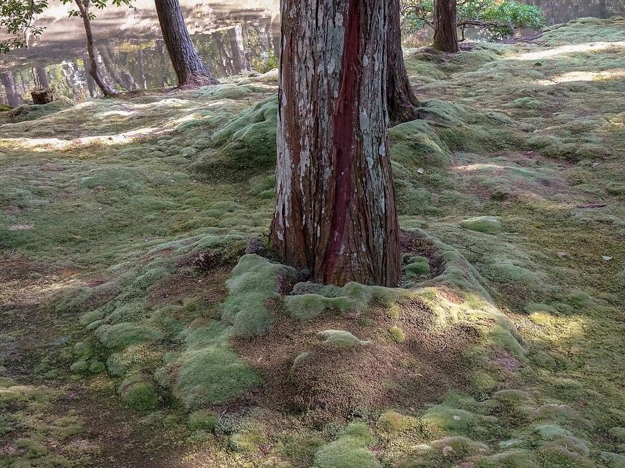 西芳寺苔地近景:一棵杉樹的樹幹底部被一團團圓鼓鼓的苔包圍,苔地上有細碎的陽光光斑
