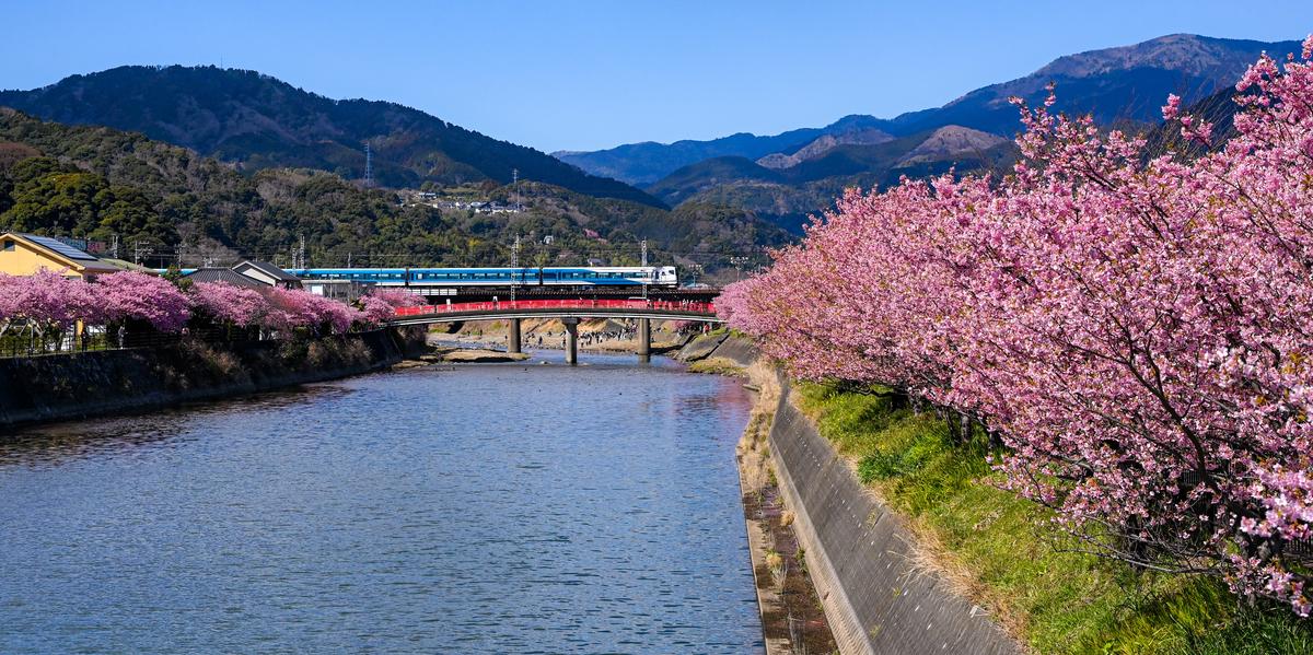 河津川兩岸盛開的粉紅色河津櫻,河面往上游延伸,遠處紅色橋後方的鐵橋上有一列白色車身、藍色腰帶的列車駛過,背景是群山與藍天