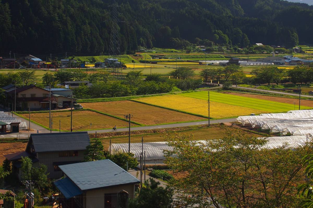 A valley hamlet near Hida, Gifu, seen from above: metal-roofed houses in the foreground, a row of polytunnel greenhouses and harvested rice paddies beyond, a cyclist on a farm lane, and cedar forest running down the hillside right to the edge of the fields