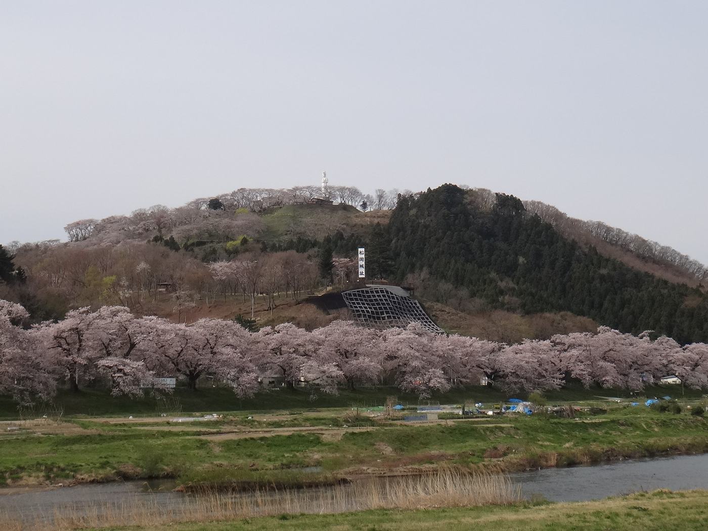 從白石川對岸看船岡城址公園:一整座低矮的山頭從山腳到山頂鋪滿粉白色櫻花,山腰有一片深色的護坡網,山腳沿著河也是一排櫻樹