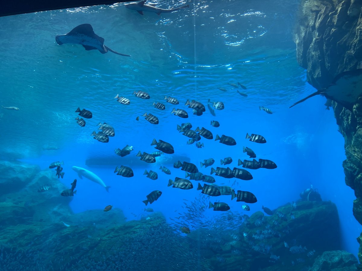 仙台海洋森林水族館的大水槽:藍色水中一大群黑白條紋的魚,上方游著魟魚和鯊魚,右邊是岩壁,底部岩石上方有一大片密集的銀色小魚群