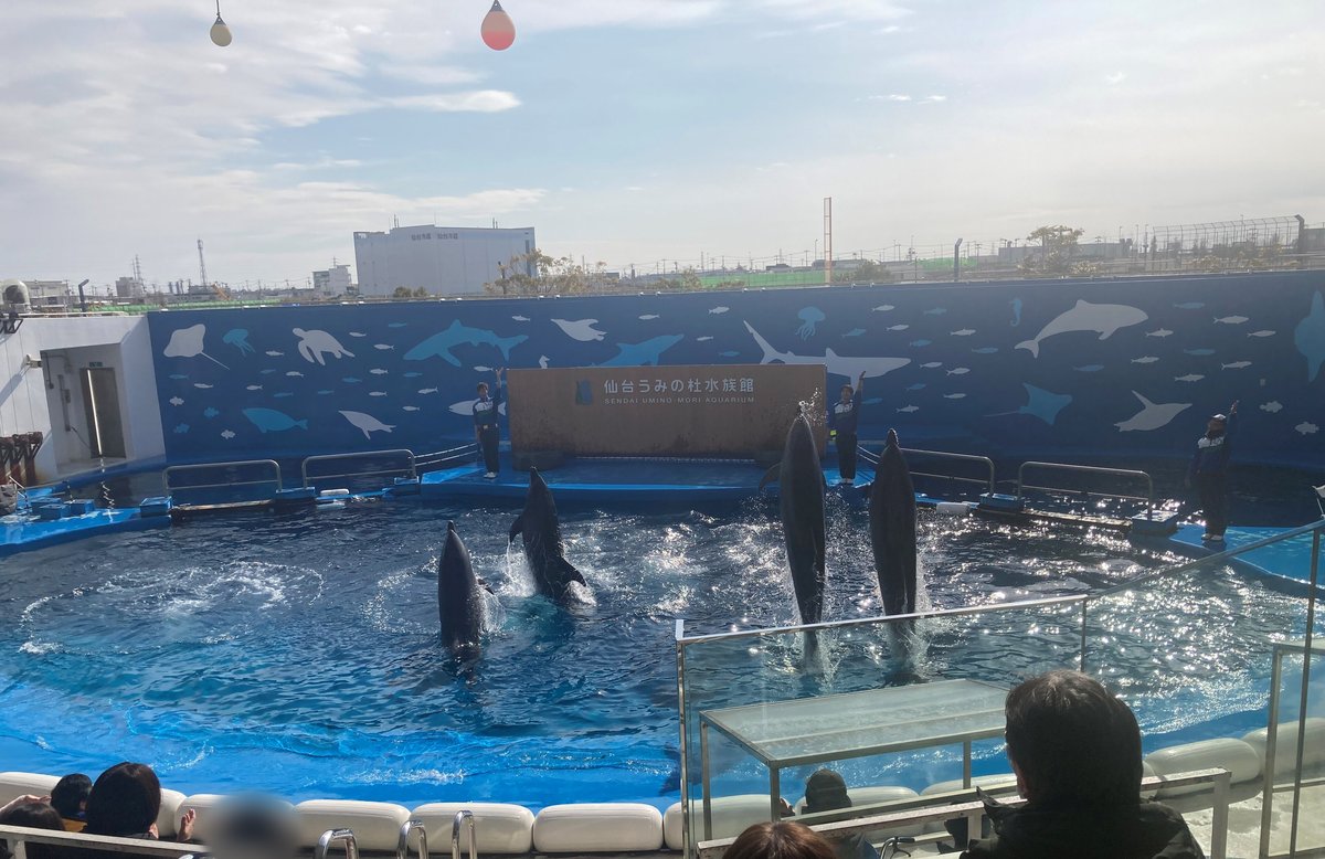 從看台往下看うみの杜スタジアム:四隻海豚在泳池中躍起,三位訓練員站在池邊,正中木牌寫「仙台うみの杜水族館」;泳池靠看台這一側只有一圈白色軟墊,前景是幾位觀眾的背影與看台上的玻璃護欄