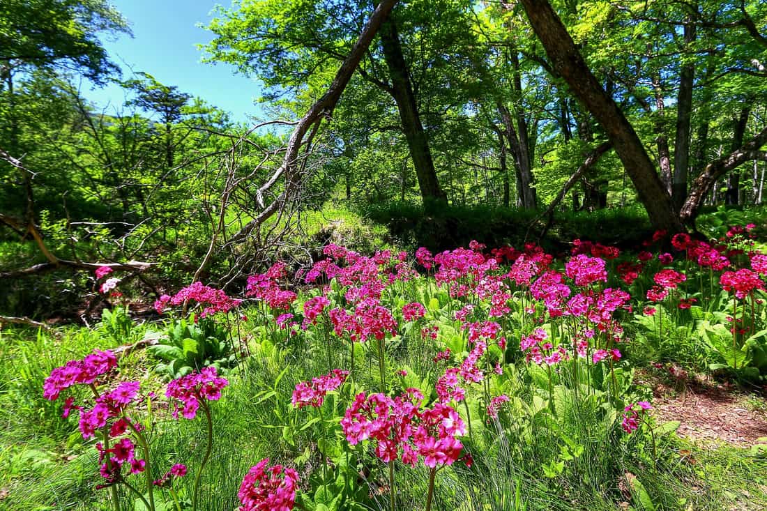 A carpet of deep-pink Japanese primrose blooming under the forest at Senjugahama on Lake Chuzenji