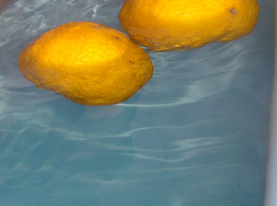 Two whole yellow yuzu citrons floating on the pale blue surface of a bath on the winter solstice