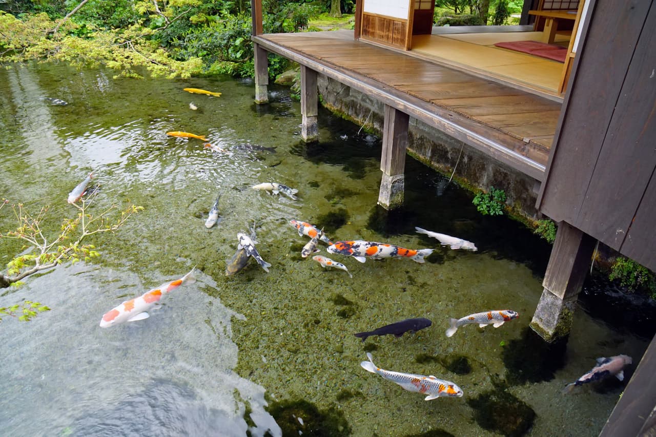 島原四明荘湧水庭園的池水與錦鯉