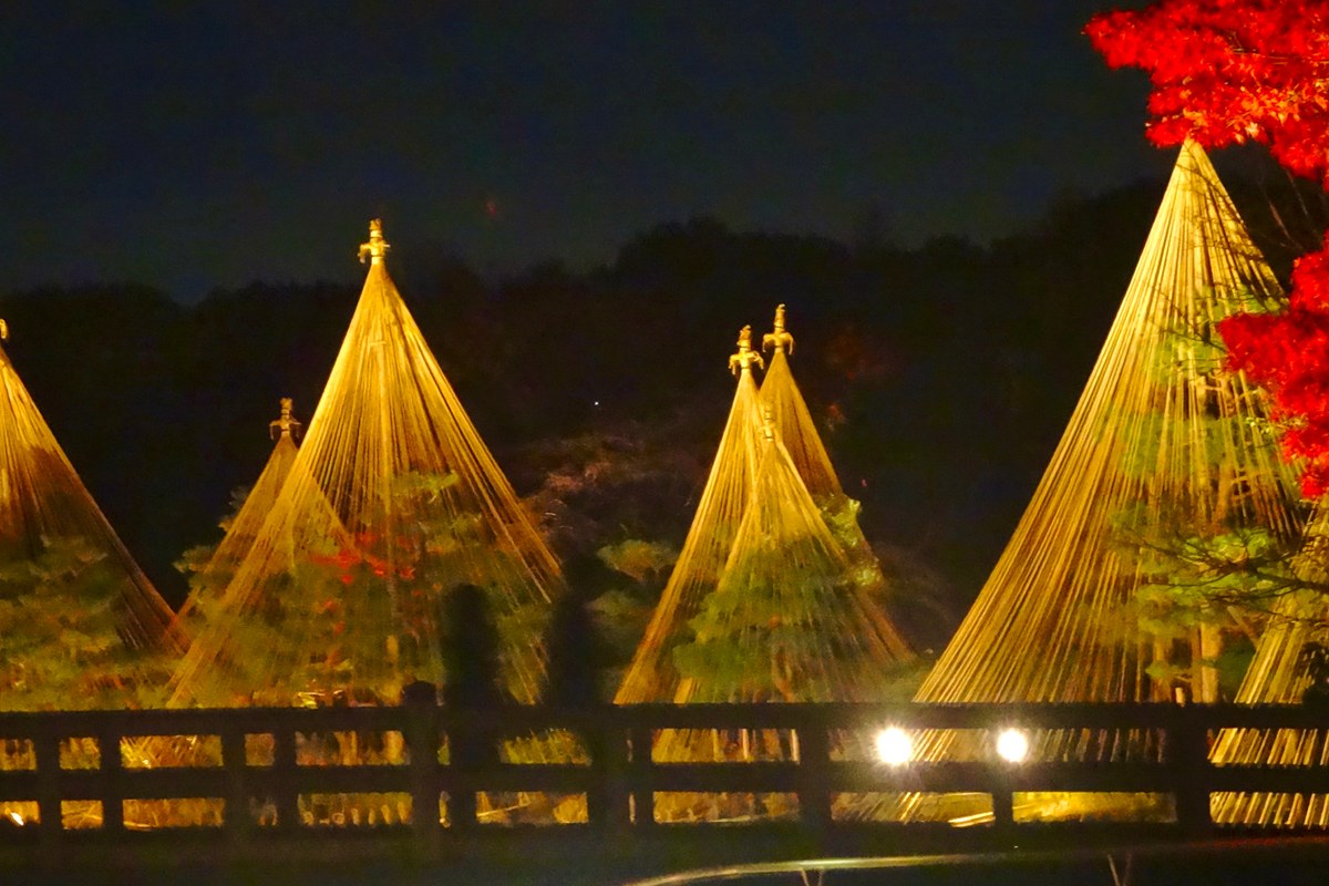 Illuminated yukitsuri rope cones and a red maple at Shirotori Garden during the evening light-up