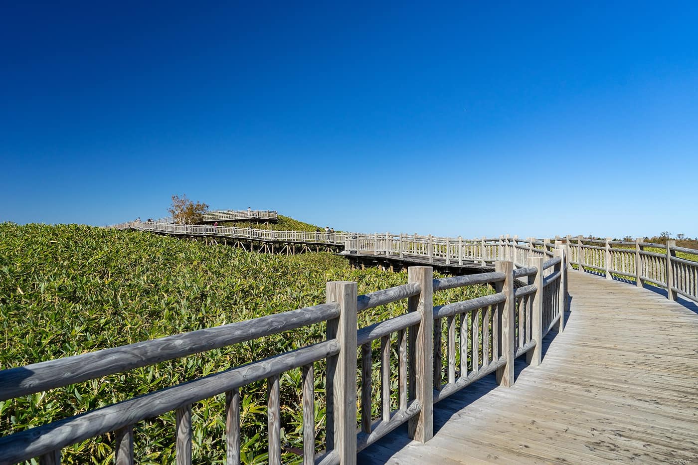 The Shiretoko Five Lakes boardwalk in late October, bamboo-grass turning yellow-green under a deep blue sky