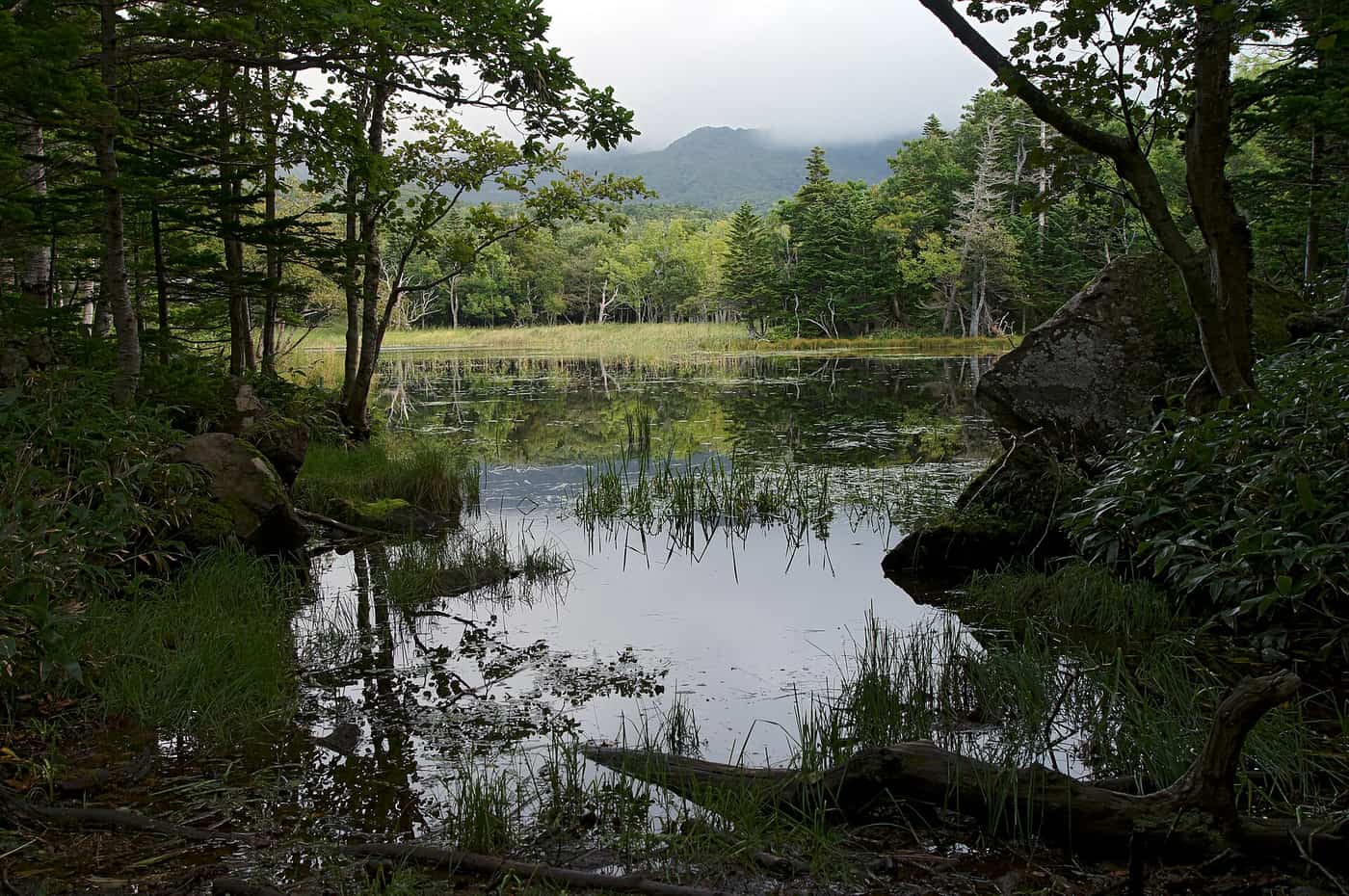 Lake Niko seen from the ground trail, ringed by old-growth forest and fallen logs