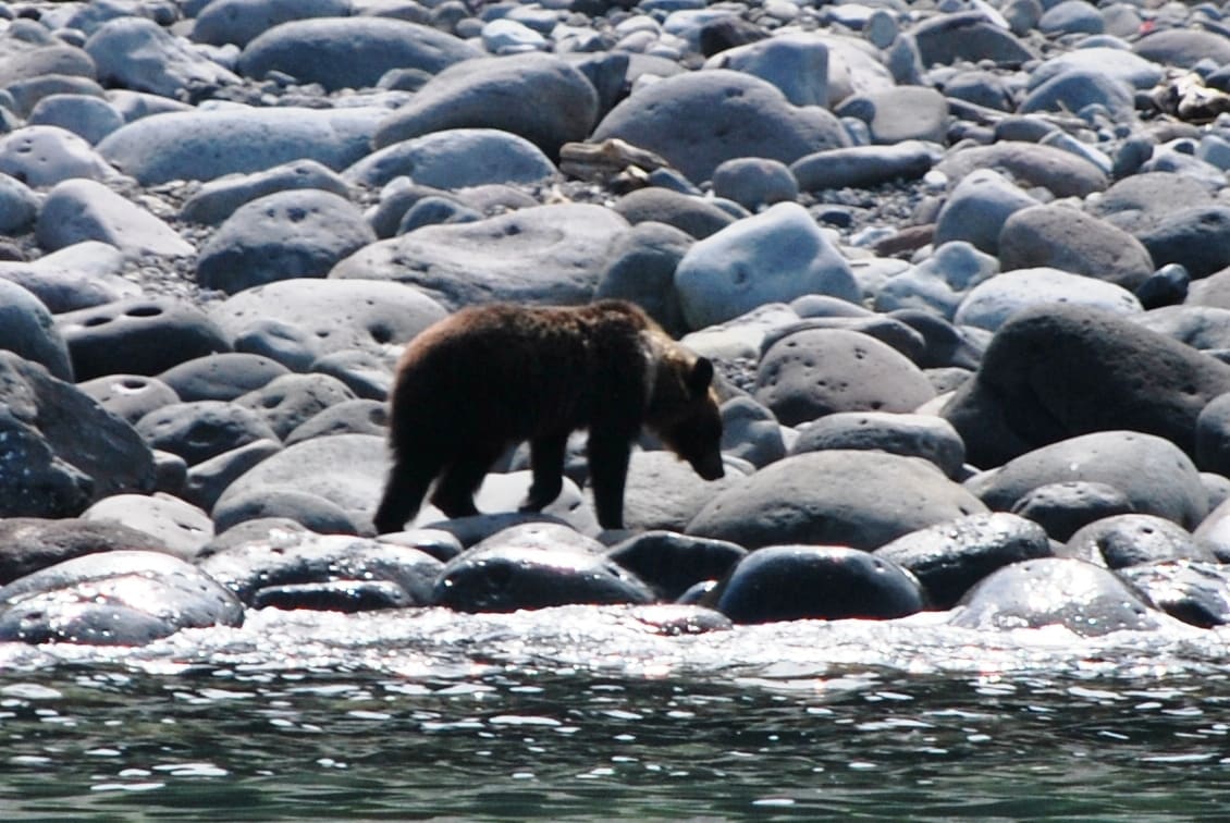 A wild brown bear walking across a boulder beach on the Shiretoko coast