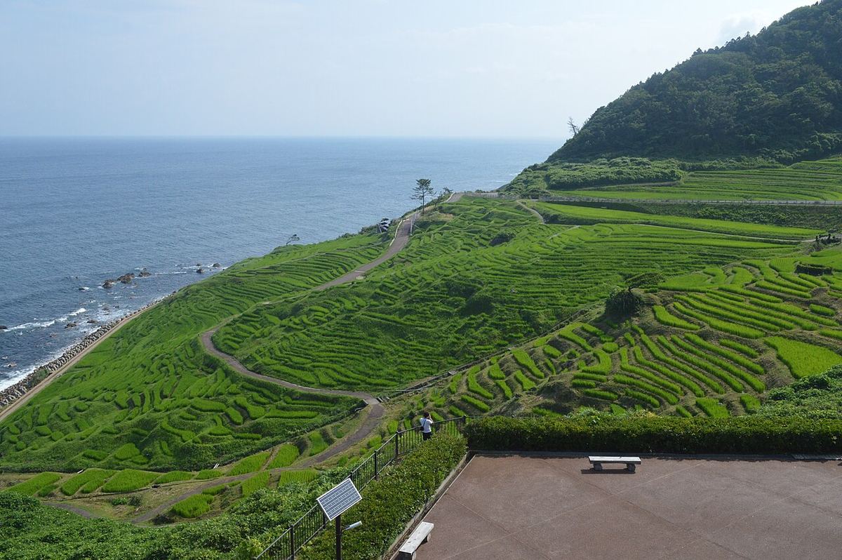 The Shiroyone Senmaida rice terraces stepping down a hillside to the sea in hundreds of small green paddies, with narrow paths threading between them and, in the bottom right corner, the roadside station's viewing deck, railing, bench and a single visitor