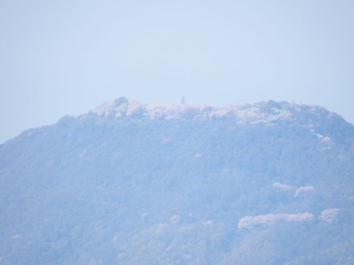 從遠處用長鏡頭拍紫雲出山山頂：籠罩在春霧裡的綠色山體，山頂稜線上一整排開成白粉色的櫻花，山腰也散著幾叢櫻花