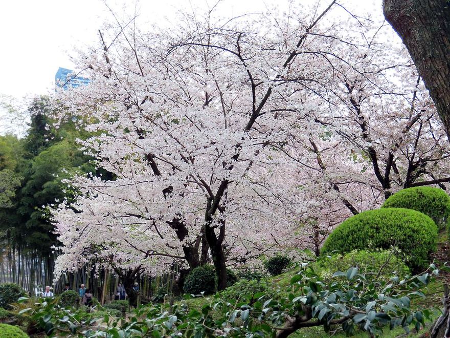 2024 年 4 月縮景園內一棵滿開的櫻花,淡粉色的樹冠蓋住半個畫面,右前方是修剪成圓球狀的灌木,左側是竹林,樹下的園路上有幾位遊客
