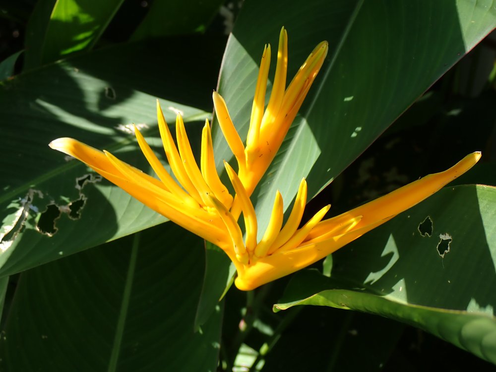 東南植物樂園園內的黃色赫蕉(ヘリコニア・ラティスパタ)花序特寫,尖細的橘黃色苞片呈放射狀展開,背景是帶蟲蛀小洞的大片深綠葉子