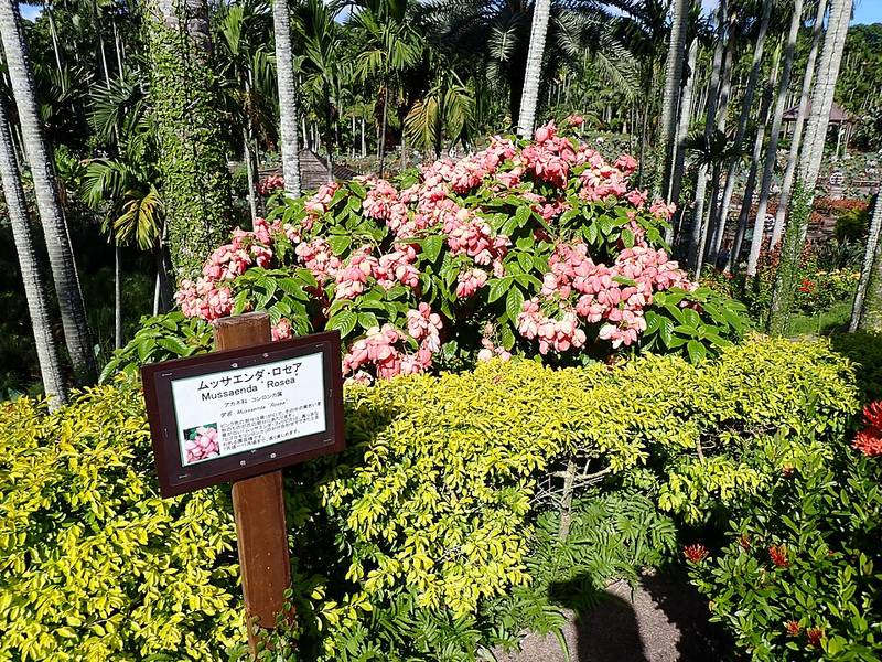 白天的東南植物樂園花圃,一叢開滿粉紅色花的玉葉金花(ムッサエンダ・ロセア)前立著木製名牌,前景是黃綠色矮灌木,後方是成排的細高椰子樹幹