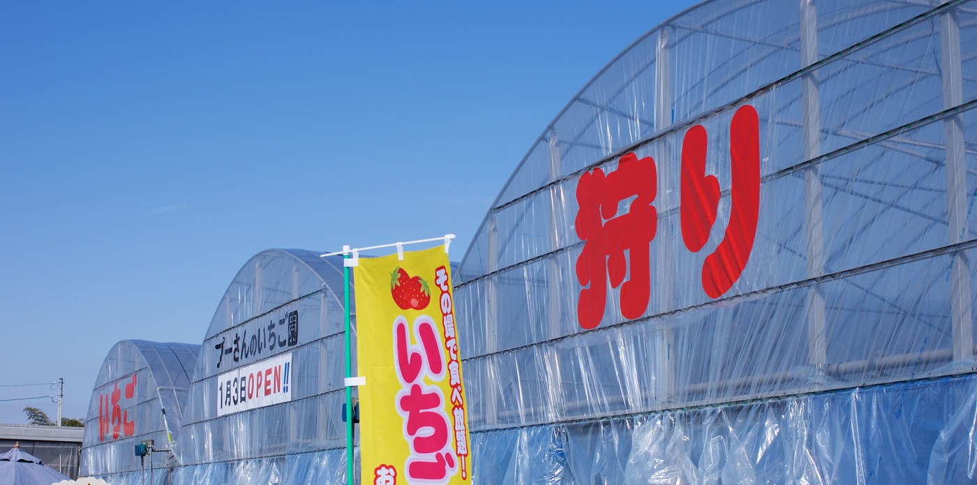 Two plastic tunnel greenhouses side by side under a blue sky, the nearer gable painted with a huge red Japanese character reading “gari” and the further one reading “ichigo”; a yellow banner between them advertises all-you-can-eat strawberries, and a hand-lettered white board under the far tunnel reads “Pooh-san no Ichigo-en, opening 3 January”