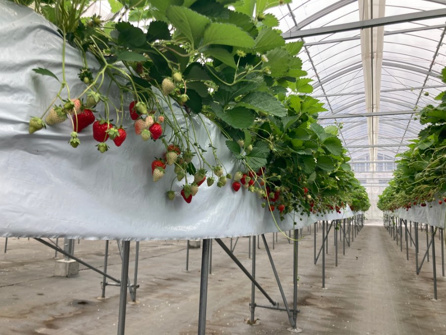 Raised growing troughs inside a strawberry greenhouse: white troughs held up on rows of metal legs above a concrete floor, fruit trusses hanging over the outer edge at roughly adult chest height, with a flat step-free aisle running down the right-hand side