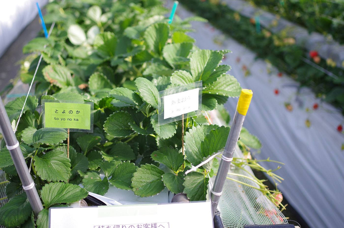 Two hand-written variety markers pushed into a strawberry growing trough: a green card reading “toyonoka” and a white card reading “amaou”; the plants around both markers carry only leaves and white flowers with no ripe fruit, while a separate row behind and to the right has already turned red